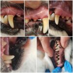 Watersonic - Ultrasonic Teeth Cleaner with Water Cooling photo review