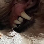 WaterSonic™ Ultrasonic Tartar Remover for Dogs 2 photo review