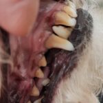 WaterSonic™ Ultrasonic Tartar Remover for Dogs 2 photo review