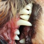 Watersonic - Ultrasonic Teeth Cleaner with Water Cooling photo review