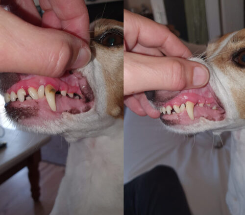 WaterSonic™ Ultrasonic Tartar Remover for Dogs 2 photo review